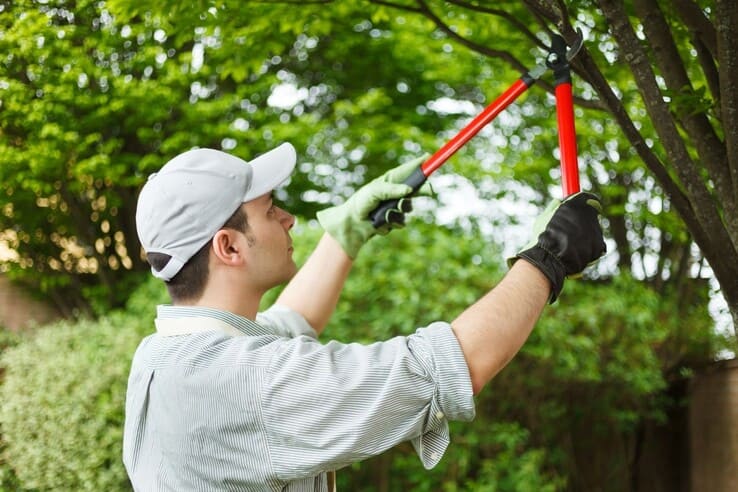 Tree Maintenance 1 tree-maintenance