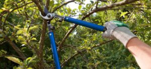 tree-pruning-1