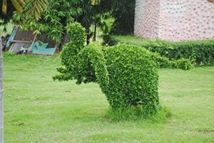 tree-shaping-3