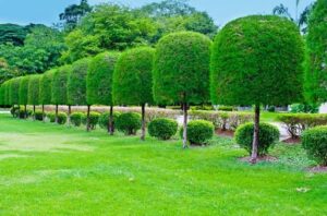 tree-shaping-4